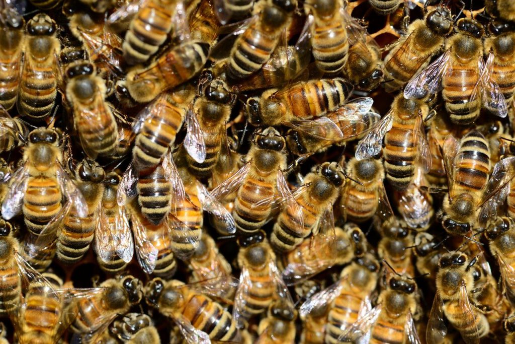 Bienenseuche, Biene, Billwerder, Marschgebiet, Amerikanische bösartige, Faulbrut, Honig